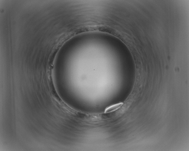 X0000070230768200605301455