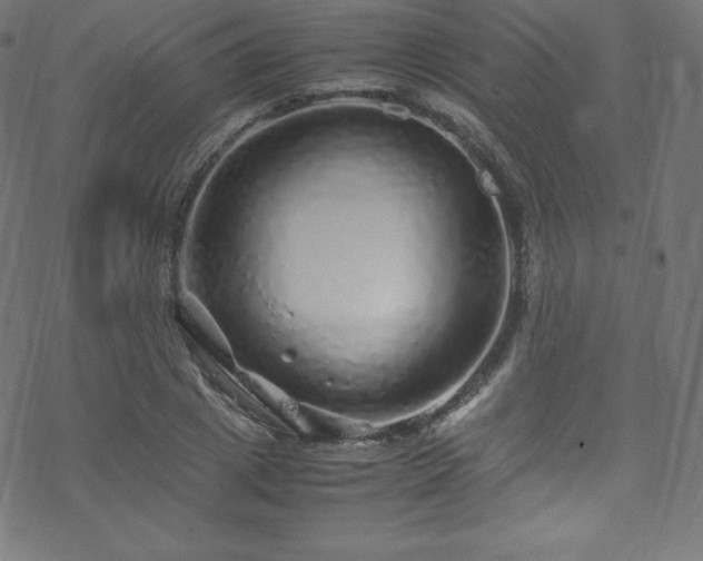 X0000070230833200605301453