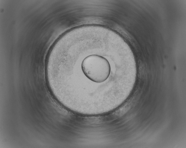 X0000070230836200605301453