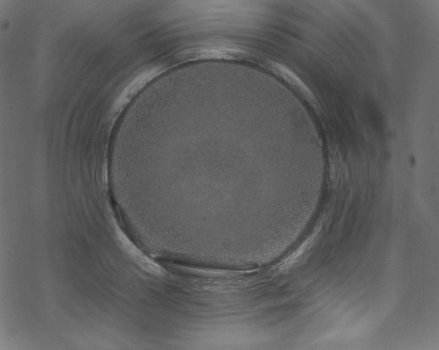 X0000070230938200605301452