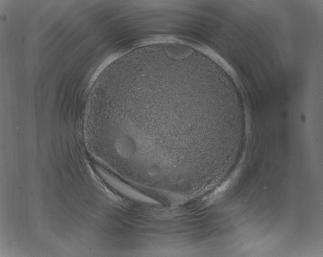 X0000070230953200605301452