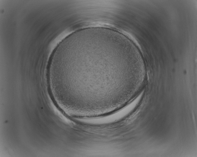 X0000070230995200605301451