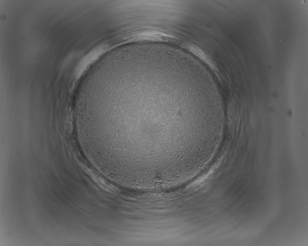 X0000070231067200605301450