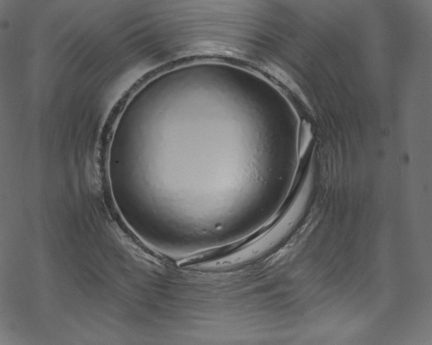 X0000070231068200605301450