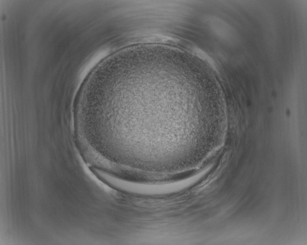 X0000070231095200605301449