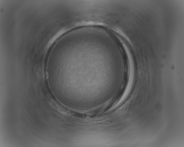 X0000070231173200605301448