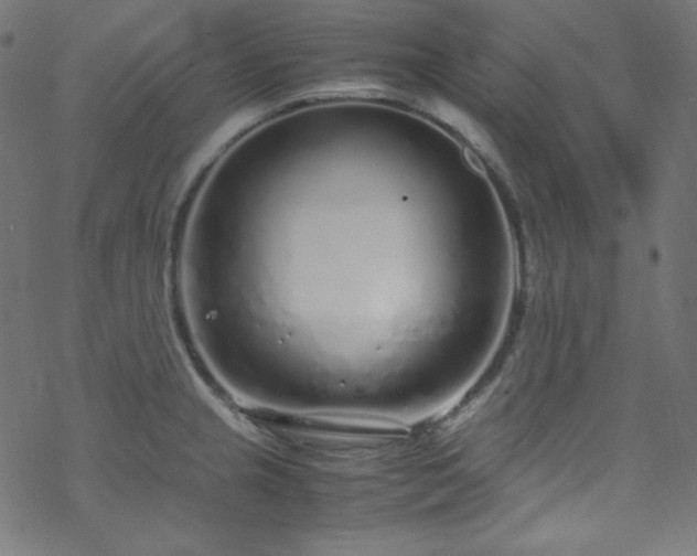 X0000070231237200605301447