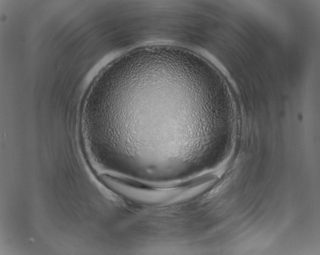 X0000070231245200605301447