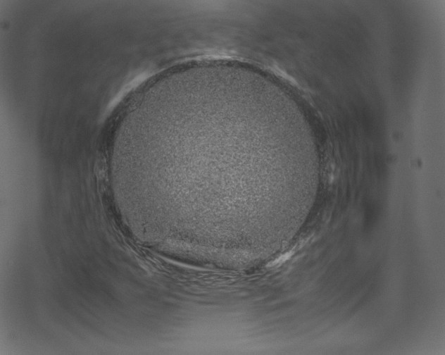 X0000070231255200605301447