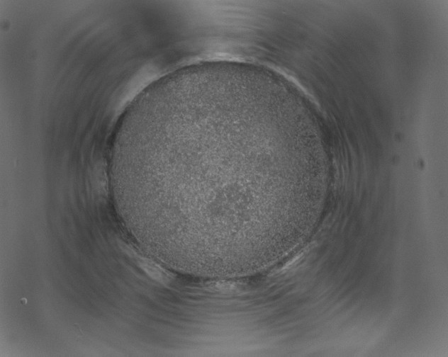 X0000070231266200605301446