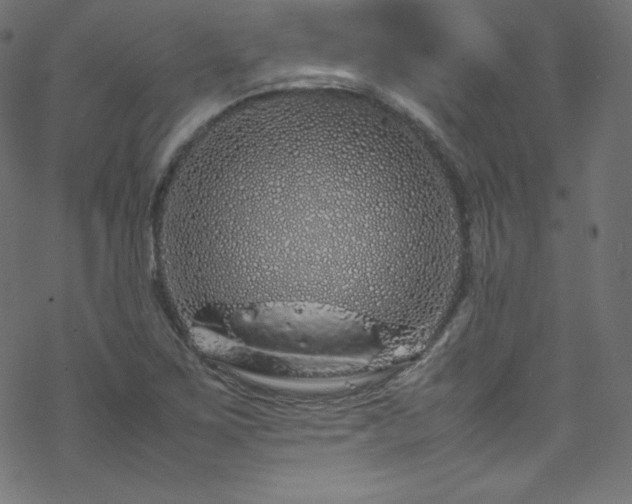 X0000070231267200605301446