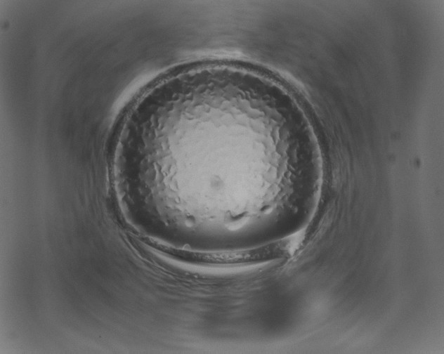 X0000070231271200605301446