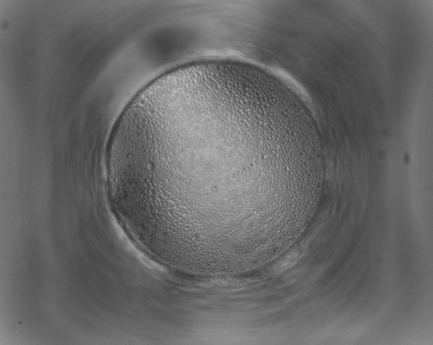 X0000070231287200605301446