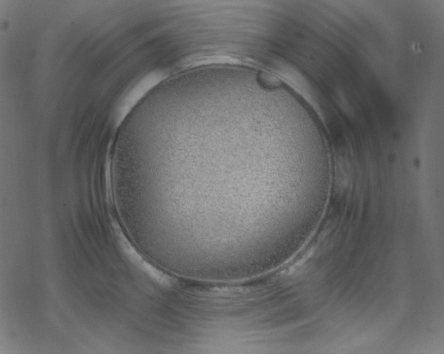 X0000070231290200605301446