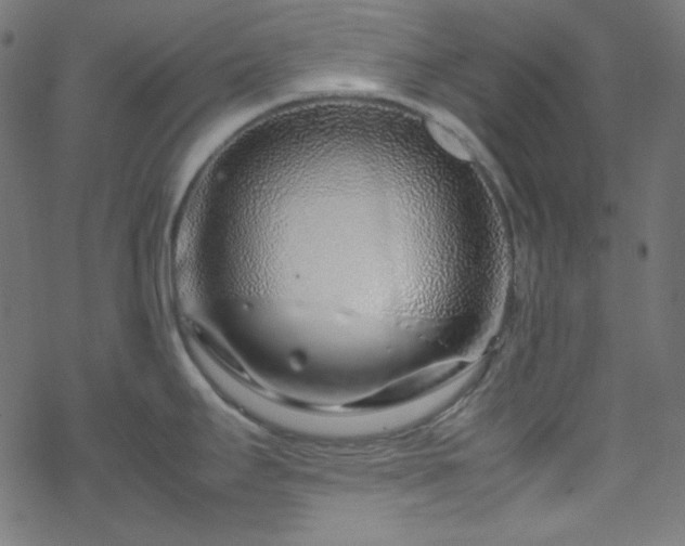 X0000070231295200605301446