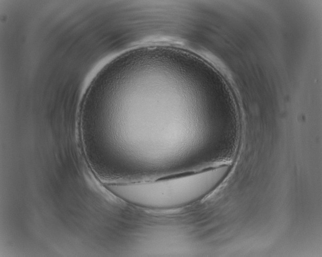 X0000070231296200605301446