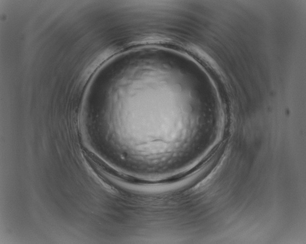 X0000070231329200605301446