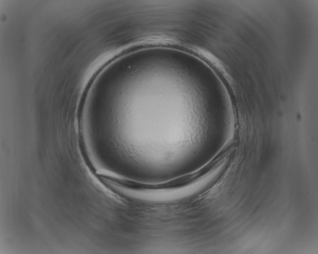 X0000070231335200605301446