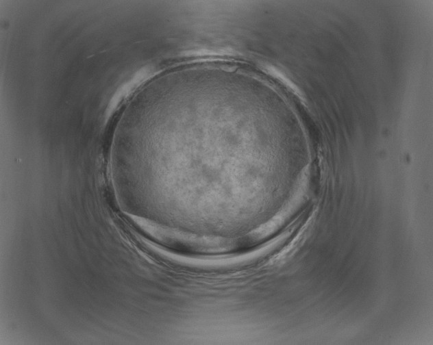 X0000070231357200605301445