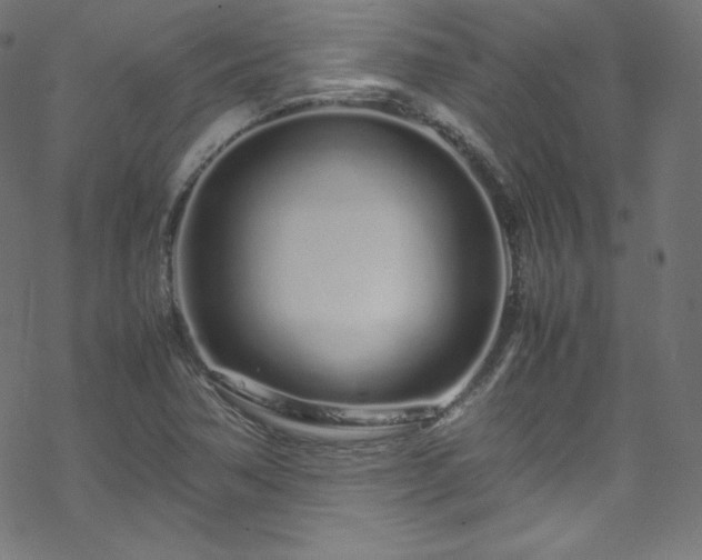 X0000070231362200605301445