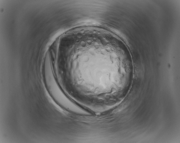 X0000070231383200605301445