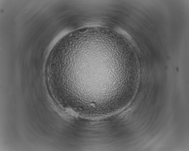 X0000070231427200605301444