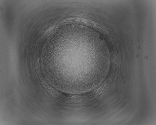 X0000070231489200605301442