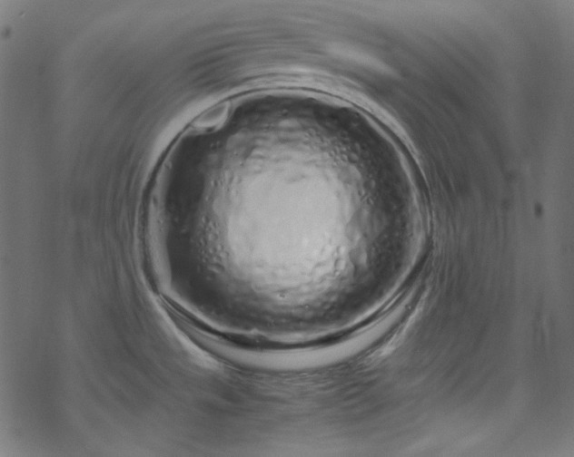 X0000070231533200605301443