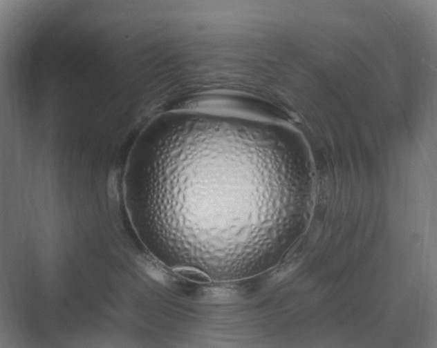 X0000070230286200606021355