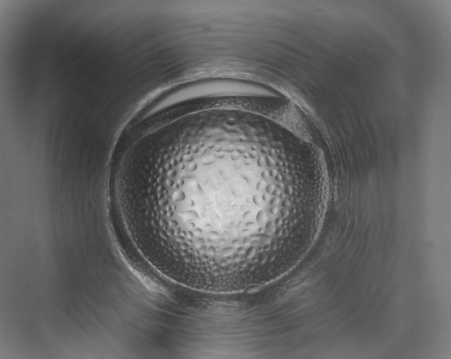 X0000070230438200606021351