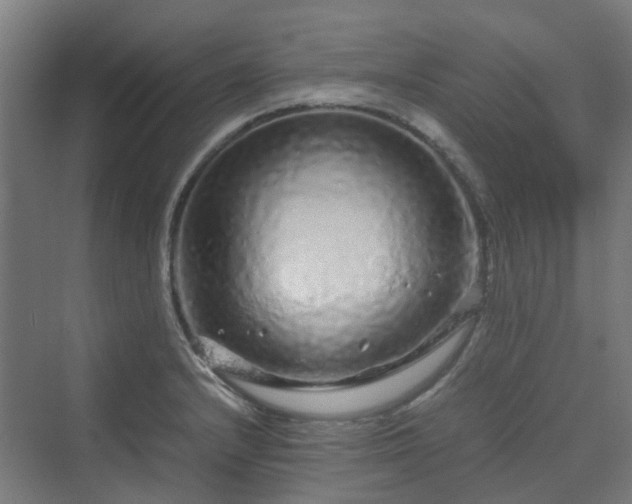 X0000070231232200606021339