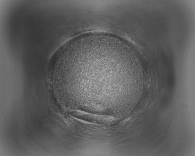 X0000070231255200606021338