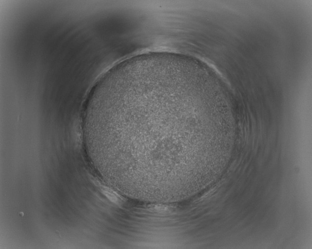 X0000070231266200606021338