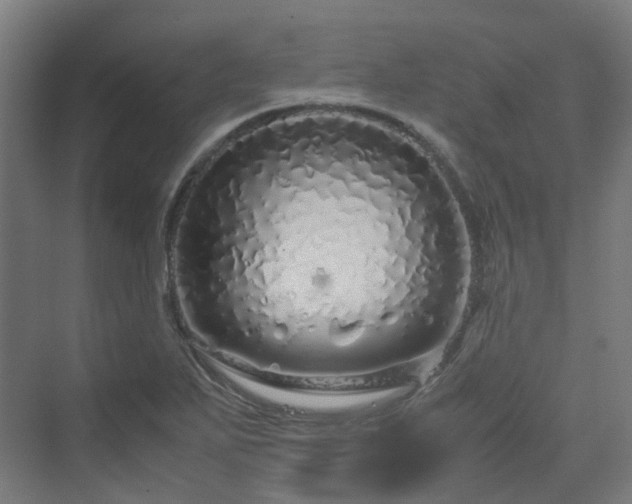 X0000070231271200606021338