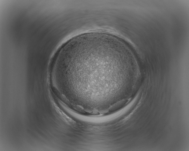 X0000070231506200606021334