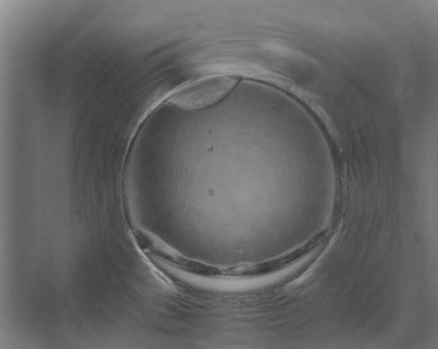 X0000070231529200606021334