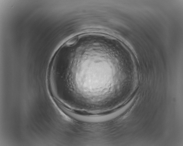 X0000070231533200606021334