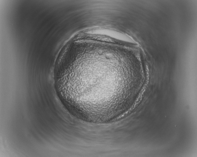 X0000070230002200606091729