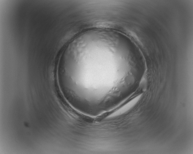 X0000070230299200606091724