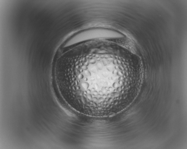 X0000070230438200606091721