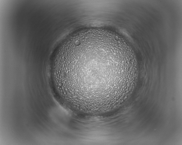 X0000070230683200606091717