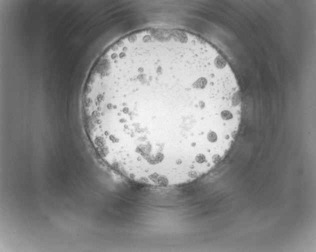 X0000070230856200606091715