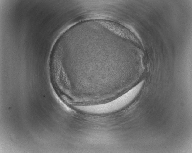 X0000070230995200606091712