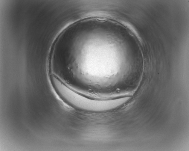 X0000070230999200606091712