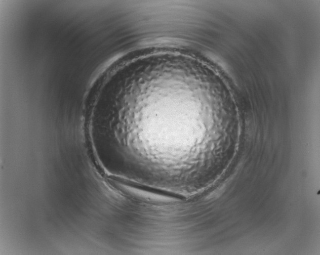 X0000070231066200606091711