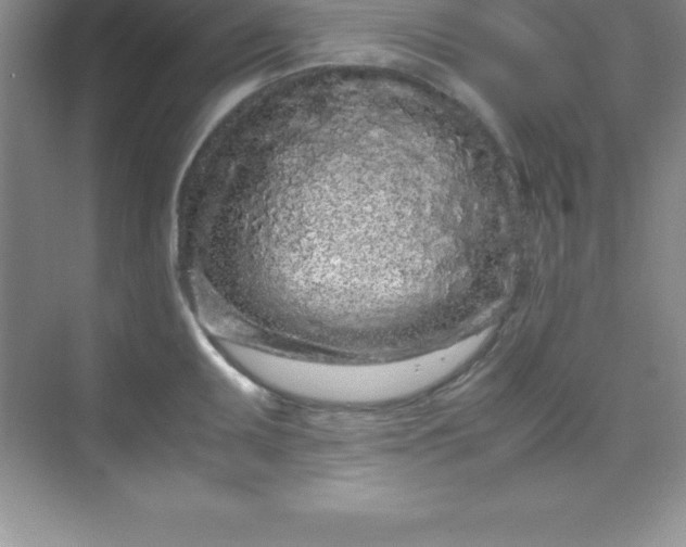 X0000070231095200606091710