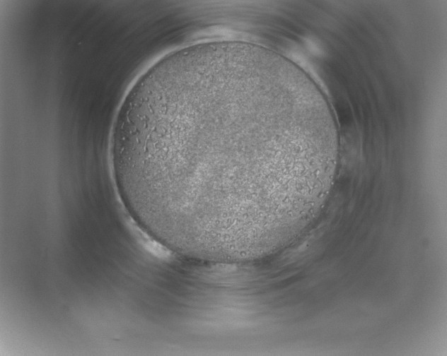 X0000070231098200606091710