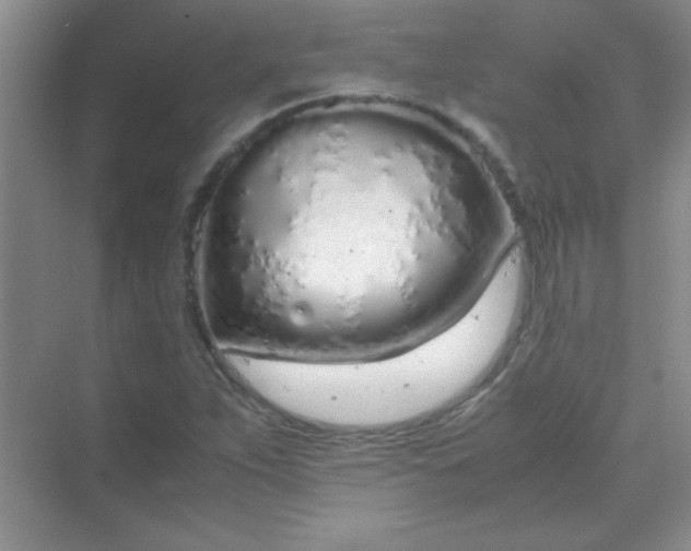 X0000070231263200606091708