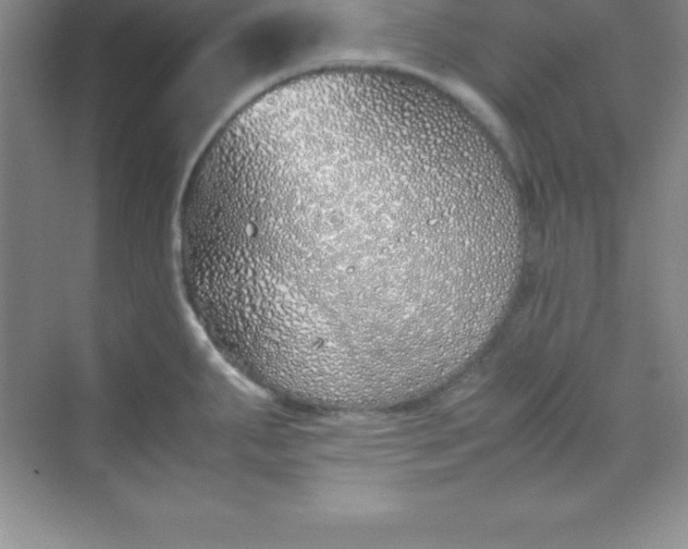 X0000070231287200606091707