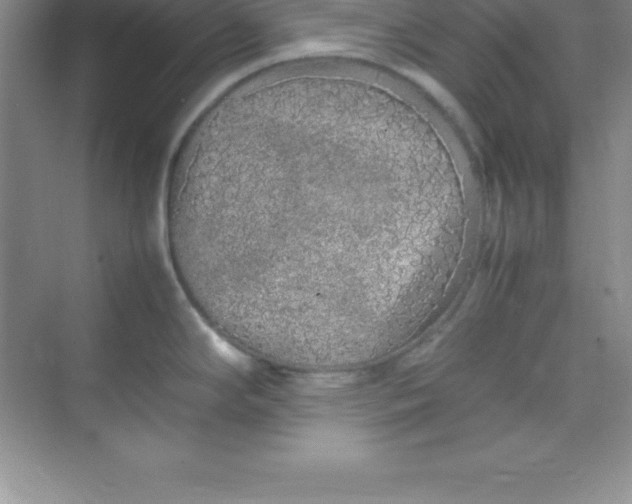 X0000070231294200606091707